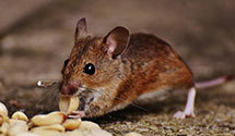24 Hour & Emergency Exterminators in Johns Creek, GA